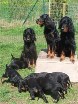 Familienfoto! Alaska links, Siva mittig und Hemi rechts, 6 B-chen vorne