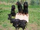 Familienfoto! Alaska links, Siva mittig und Hemi rechts, 6 B-chen vorne