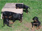 wilde Hunde, rechts Bess (Hündin rot)