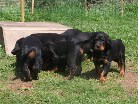 rechts Bonnie (Hündin lila)
