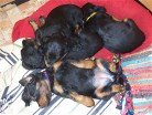 Bonnie (lila) schläft ganz entspannt