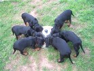alle sechs am Futterring