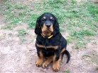 Balou - Hündin gelb