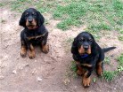 Bess (rot) und Bianca (blau)