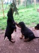 Barry springt nach dem Ast, rechts sitzt Buddy