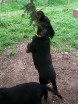auch Balou springt nach dem Ast