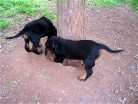 Bonnie gräbt ein Loch unterm Baum