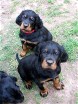 Bess (rot) und Buddy (schwarz)