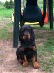 Bonnie - Hündin lila