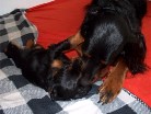 Kuscheln mit Papa Hemingway