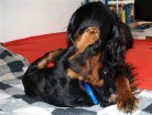 Hemingway und Bianca