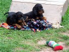 Bess links und Bonnie