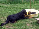 Siva unterhält sich mit Balou