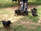 links vorn Bianca, oben von links: Barry, Buddy, Balou, Bonnie und Bess