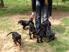 links vorn Bianca, oben von links: Bonnie, Balou, Barry und Buddy
