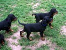 Balou (gelb), Bianca (blau) und Bonnie (lila)