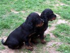 Buddy (schwarz) und Barry (grün)