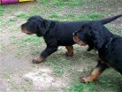 Buddy (schwarz) und Barry (grün)