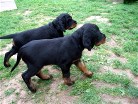 Buddy (schwarz) und Barry (grün)