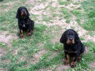 Buddy (schwarz) und Barry (grün)