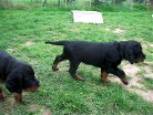 Barry (grün) und ein Stück Buddy