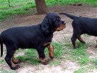 Buddy (schwarz)