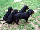 Bianca (blau), Barry (grün), Buddy (schwarz) und Bonnie (lila)