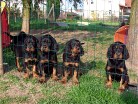 hinter Gittern von links: Bianca, Buddy, Bess und Bonnie
