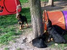 Balou am Seil, Buddy und Bess meucheln eine Pflanze