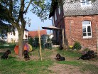 alle sechs im Welpengarten, von links: Bess, Bonnie, Balou über ihr Barry und rechts Buddy und Bianca