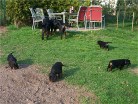 endlich Freiheit: Wieder ein Ausflug in den großen Garten (oben Siva und Hemi)
