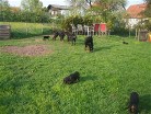 Hemi, Siva und Alaska mit den Welpen im Garten