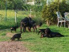 Hemi und Siva links und Alaska rechts mit unserem 7 Wochen alten B-Wurf