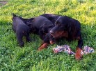 Siva mit neuem Kauseil und zwei Welpen die es wegnehmen wollen