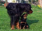 Hemingway und sein Sohn Buddy