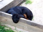 kommt daher der Begriff Hangover?