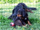 Barry (hinterm Zaun ärgert sich Siva, dass sie nicht an den Ball kommt)