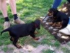 Bess und Bonnie beim Tauziehen