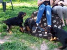 Bonnie hüpft, Barry und Bess ziehen um die Wette