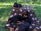 oben Bess, in der Mitte Bonnie und Barry im Gespräch und vorn schläft Buddy