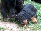 Bess kaut an einem Hundekeks, Alaska möchte ihn aber auch
