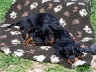 Buddy schläft auf Bianca