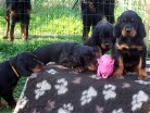 Balou, Bess, Barry, Bianca und Schwein