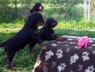 Buddy und dahinter bellend Barry, oben Siva