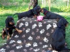 Bonnie links, streitend Barry, Buddy und Bess und rechts Bianca