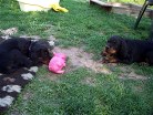 Bonnie bewacht das Schwein, Buddy ärgert sich