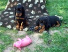 Bianca links und Balou warten, dass es wegrennt