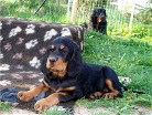 Balou, im Hintergrund Hemingway