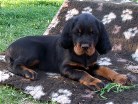 Buddy nach der Gartenarbeit