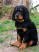 Balou